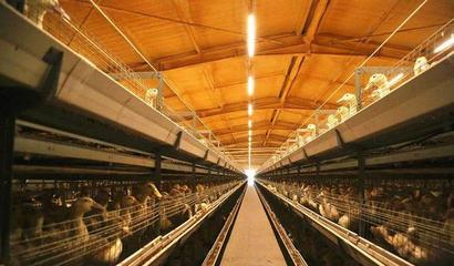 華英農(nóng)業(yè)榮獲首批國(guó)家級(jí)農(nóng)業(yè)高質(zhì)量發(fā)展標(biāo)準(zhǔn)化示范基地稱(chēng)號(hào)，畜牧漁業(yè)飼料銷(xiāo)售邁向新篇章